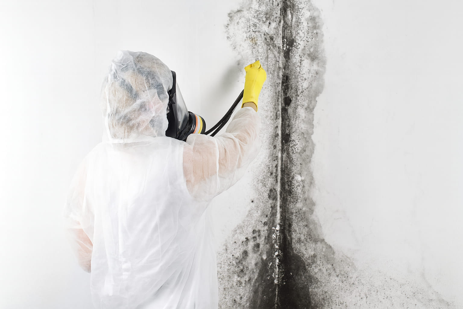 Technician removing black mold with PPE and containment